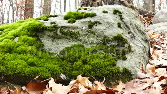 岩石上森林苔藓的追踪照片视频的预览图