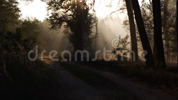 森林大火的烟雾随风飘动森林道路树木日落阳光视频的预览图