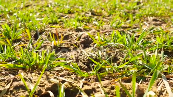 春生麦田小苗在风中移动不规则的微风吹动麦叶农业的春天视频的预览图
