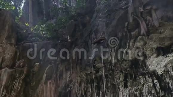 攀登的绳索固定在丛林悬崖上视频的预览图
