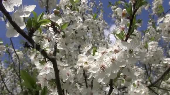 梅花树在春天开花视频的预览图