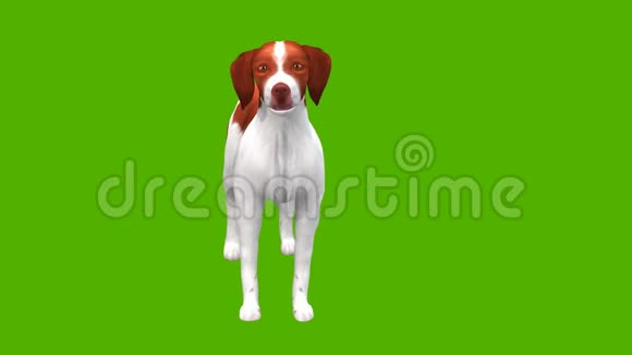 带有绿色背景的狗的移动和吠叫动画视频的预览图