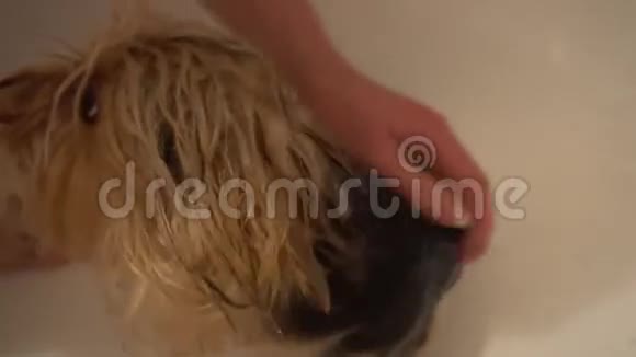洗一个约克郡梗在梳洗沙龙时照顾狗视频的预览图