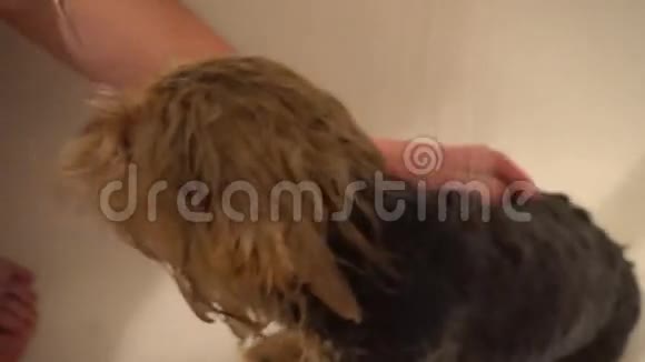 洗一个约克郡梗在梳洗沙龙时照顾狗视频的预览图