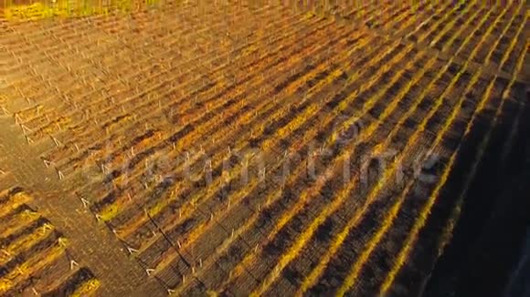 空气视图秋天葡萄的田野视频的预览图