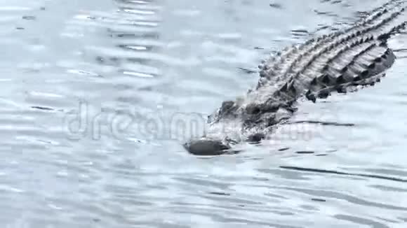 鳄鱼向你游来视频的预览图
