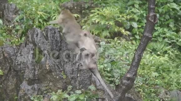 猴子坐在岩石上吃东西在泰国Ratchaburi的KhaoNgoo岩石公园视频的预览图