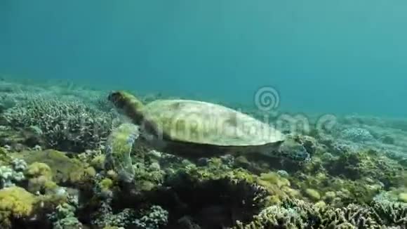 龟礁水下慢速运动4k视频的预览图