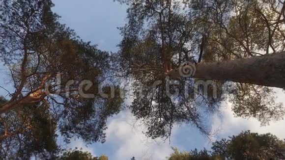 森林里的树木高大的松树伸展到天空视频的预览图