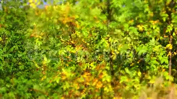 叶落在秋城公园很漂亮的背景时间流逝视频的预览图