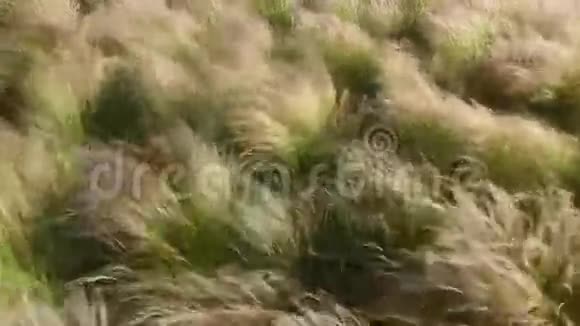 风在草地上摇曳着草视频的预览图
