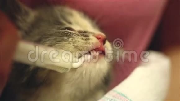 用注射器给一只孤儿小猫喂奶视频的预览图