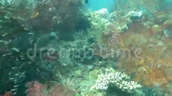 热带鱼在珊瑚礁上绕着海绵游泳视频的预览图