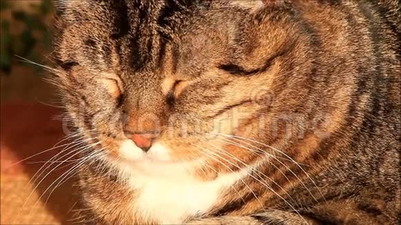 猫猫的热度傍晚的太阳胡须视频的预览图
