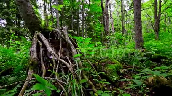绿林灌丛和树根景观视频的预览图