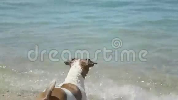 狗杰克罗素梗在海里洗澡游泳视频的预览图