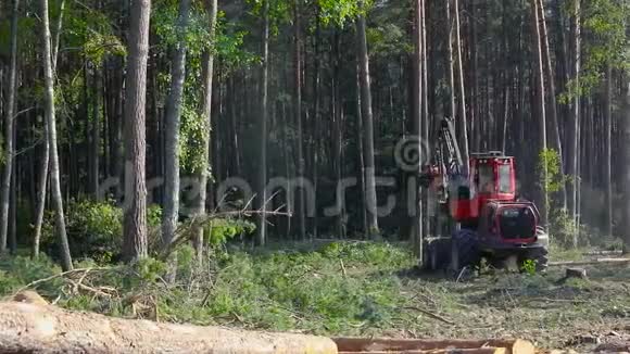 密松林中的森林收割机的工作视频的预览图