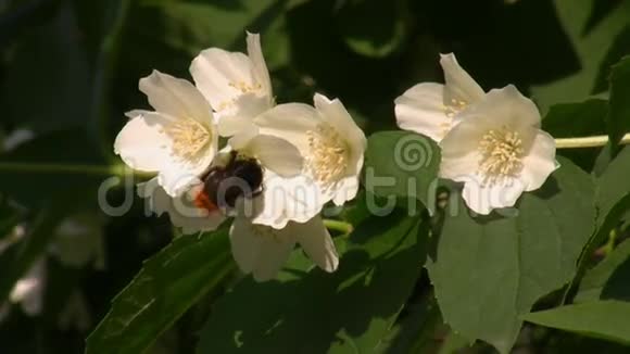 茉莉花和大黄蜂特写视频的预览图