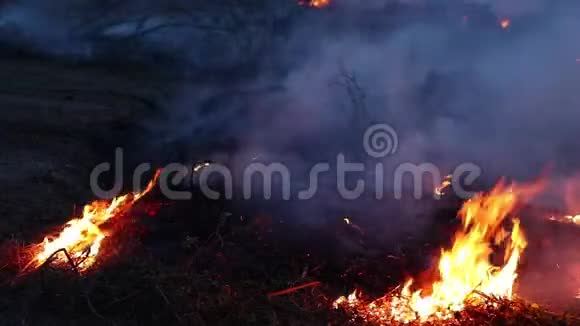夜间森林火灾灌木燃烧空气被烟雾污染火特写视频的预览图