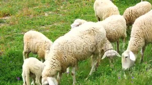 在草地上放牧的羊群4K视频的预览图