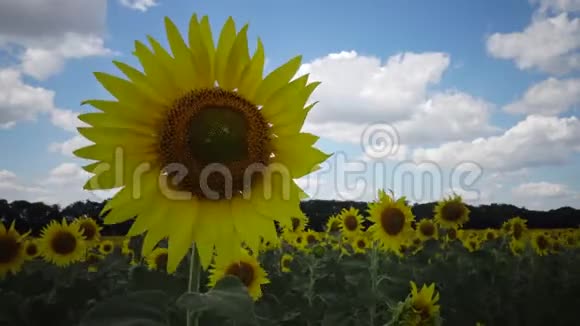 一片盛开的向日葵的田野常见的向日葵海莲花敖德萨地区博格勒斯基区视频的预览图