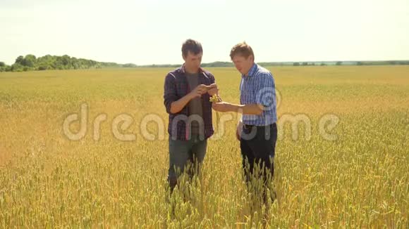 老两个农民正在探索你的智能手机人麦田夏在田麦面包慢动作视频的预览图