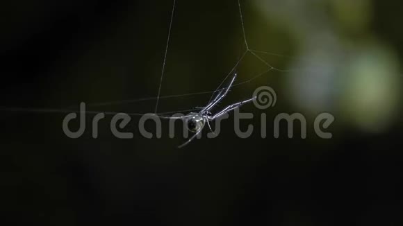蜘蛛挂在网上视频的预览图
