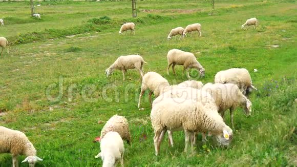 在草地上放牧的羊群4K视频的预览图