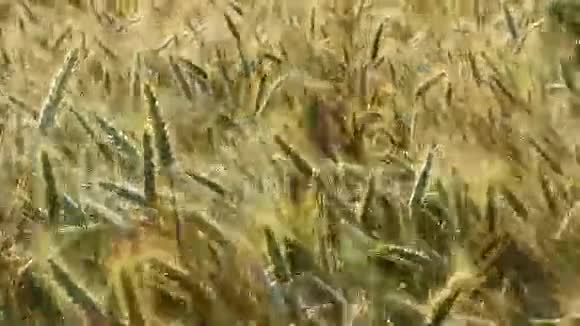 风中的黑麦视频的预览图