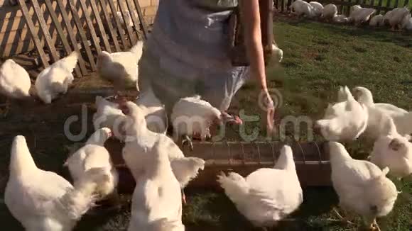 农村肉鸡饲料用手倒粮视频的预览图