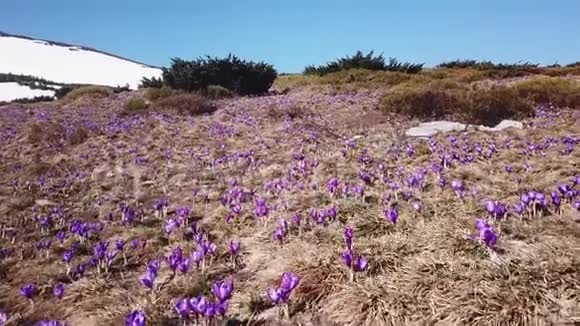 春盛开红辣椒紫花春天的花在山上视频的预览图