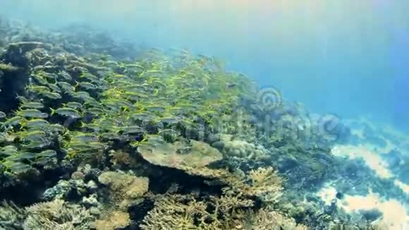 热带珊瑚礁上的山羊鱼视频的预览图
