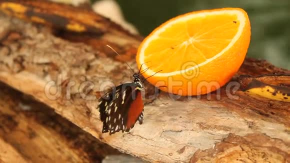 橙色切片上的蝴蝶视频的预览图