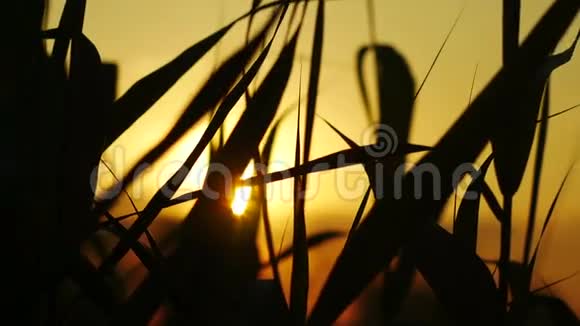 日落背景下的芦苇视频的预览图