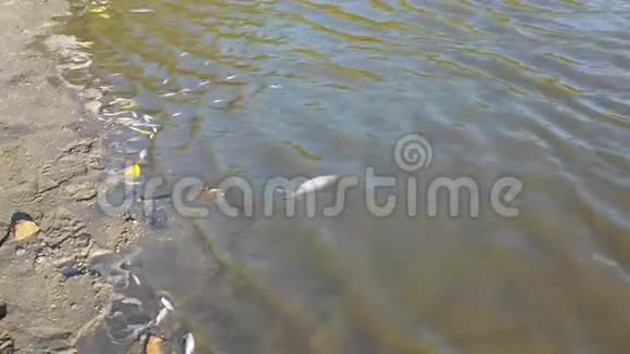 枯死的鱼在带泥的干塘里在犁耕的繁殖塘里鲈鱼蟑螂等鱼体在浅地上视频的预览图