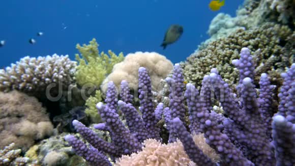 在珊瑚礁上游泳的鱼海金龟子黑龟子和比科洛河视频的预览图