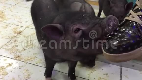 黑猪在接触动物园玩黑猪动物的女孩视频的预览图