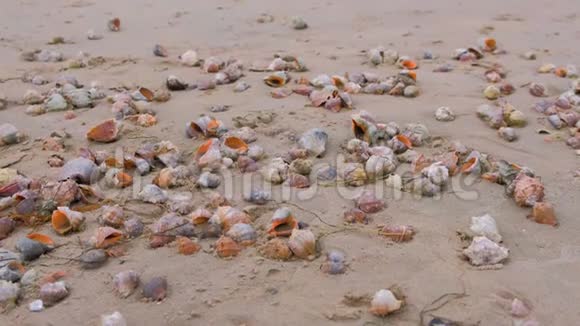黑海海岸沙滩上许多漂亮的拉潘贝壳视频的预览图