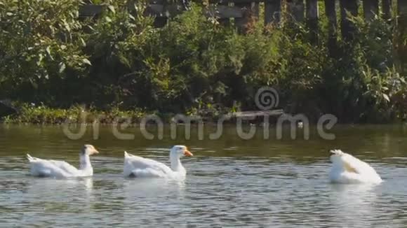 白鹅在农村的池塘里游泳视频的预览图