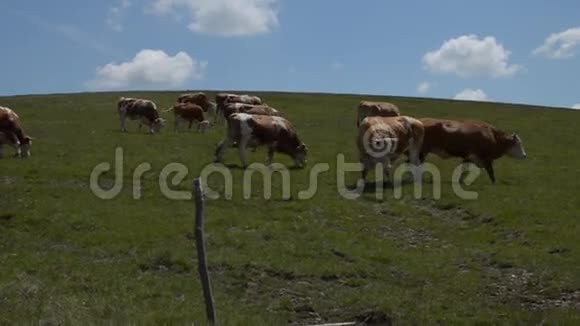 草地上放牧奶牛的牧民视频的预览图