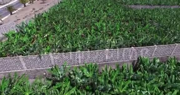 鸟瞰香蕉树种植质地视频的预览图