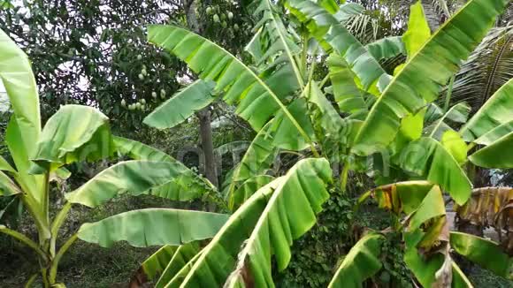 一棵芒果树前的绿色大香蕉树叶子视频的预览图