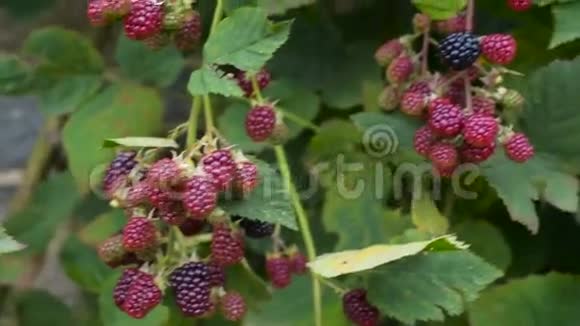 黑莓灌木特写细节束果浆果黑红视频的预览图