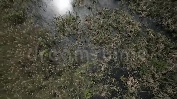 鸟瞰沼泽土地与白鹭筑巢地视频的预览图