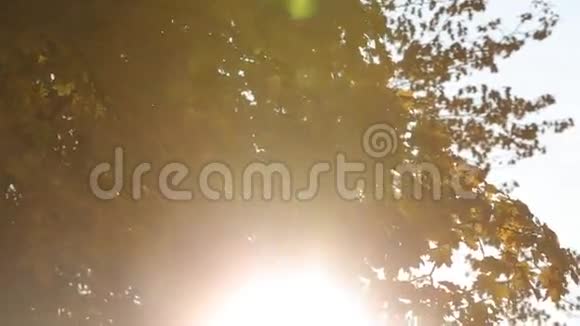 美丽的自然公园在利沃夫视频的预览图
