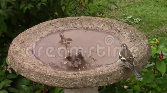 绿雀在鸟浴中飞溅视频的预览图