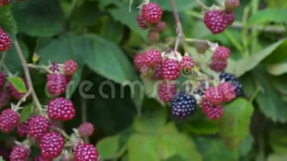 黑莓灌木特写细节束果浆果黑红视频的预览图