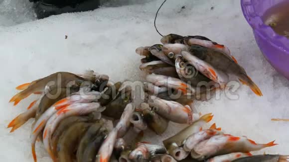 冬季捕鱼躺在雪地里的鱼视频的预览图