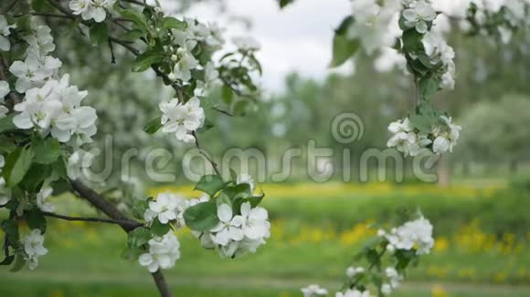 春天公园的一棵树上开着苹果园春天的晴天视频的预览图
