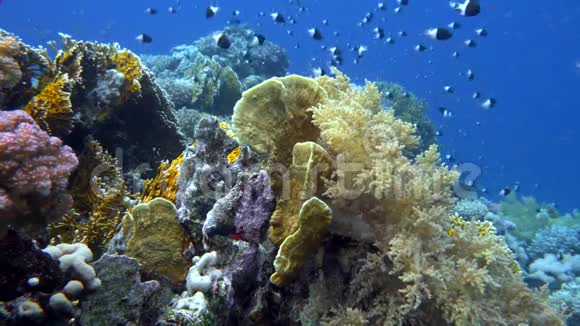 在珊瑚礁上游泳的鱼海金龟子黑龟子和比科洛河视频的预览图
